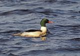 Goosander