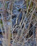Jack Snipe