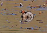 Little Grebe