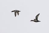 Common Pochard