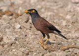 Common Mayna