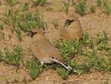 Desert Finch