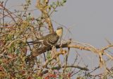 Great-Spotted Cuckoo