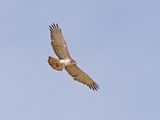 Short-toed Eagle