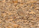 Bar-tailed Lark