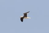 Lesser Black-backed Gull