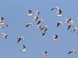 Slender-billed Gull