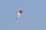 Whiskered Tern