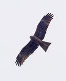 Black Kite