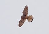 Kestrel