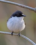 Pied Flycatcher