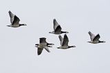 Barnacle Goose