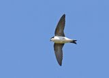 House Martin