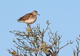 Wood Sandpiper