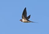 Barn Swallow
