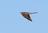 Common Cuckoo