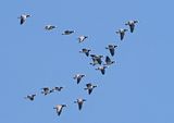 Barnacle Goose