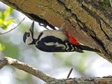 Great Spotted Woodpecker