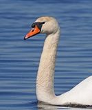 Mute Swan