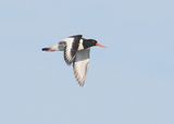 Oystercatcher