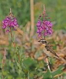 Whinchat