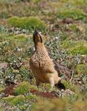 Andean Flicker