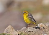 Bright-rumped Yellow-Finch