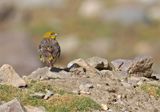 Bright-rumped Yellow-Finch