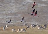 Chilean Flamingo