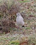 Ochre-naped Ground-Tyrant