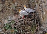 Andean Ibis