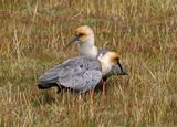 Andean Ibis