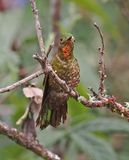 Fire-throated Metaltail