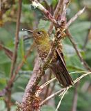Fire-throated Metaltail