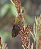 Fire-throated Metaltail