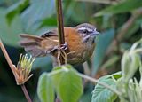 Mantaro Wren