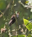 Tyrian Metaltail