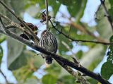 Lanceolated Monklet