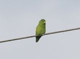 Riparian Parrotlet