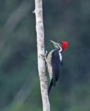 Lineated Woodpecker