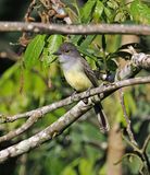 Short-crested Flycatcher