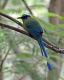 Andean Motmot