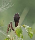 Black Metaltail