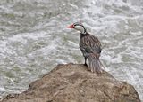 Torrent Duck