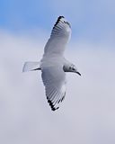 Andean Gull