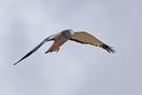 Cinereous Harrier