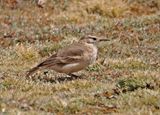Common Miner
