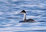 Junin Grebe