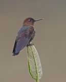 Coppery Metaltail