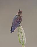 Coppery Metaltail